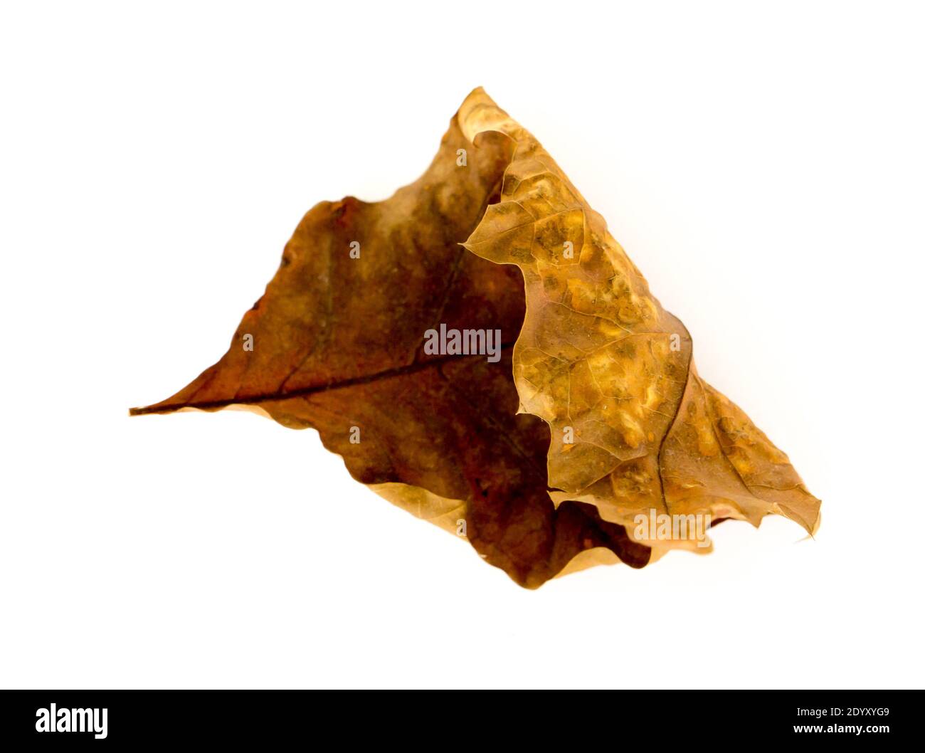 The Oak Leaf isolated on a white background. Stock Photo