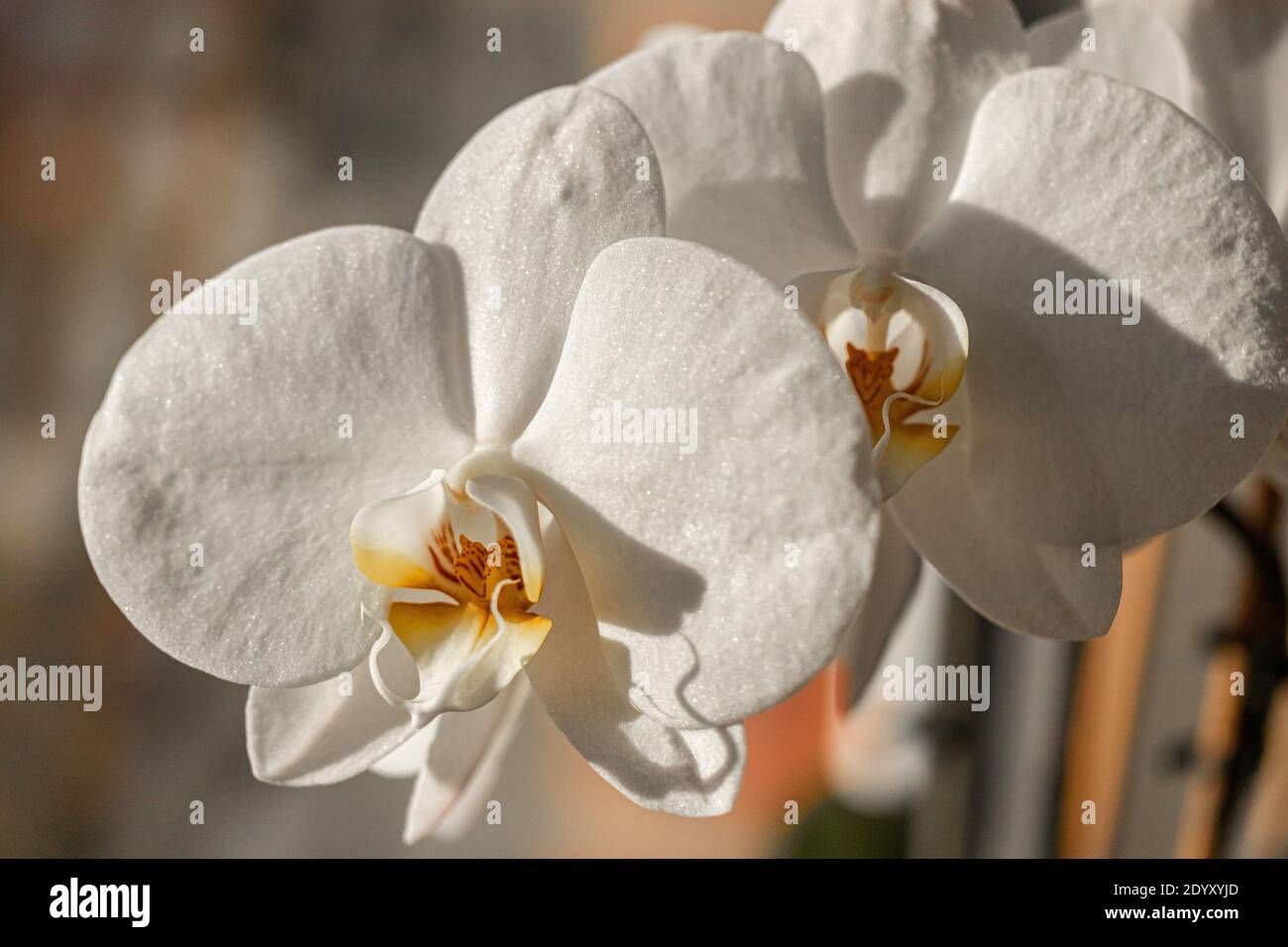 White Phalaenopsis aphrodite is a species of orchid found from southeastern Taiwan to the Philippines. Stock Photo