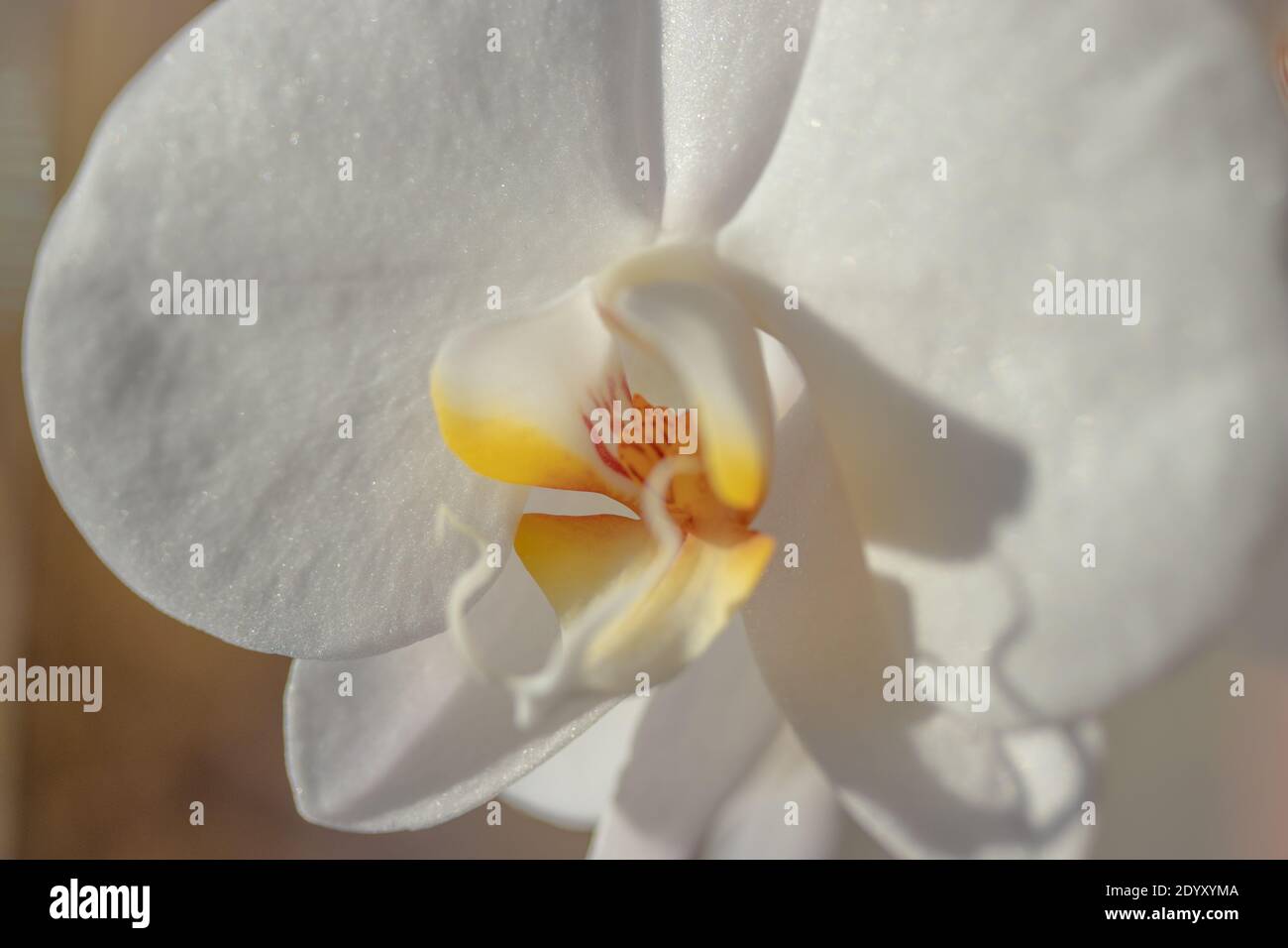 Close up White Phalaenopsis aphrodite is a species of orchid found from southeastern Taiwan to the Philippines. Stock Photo