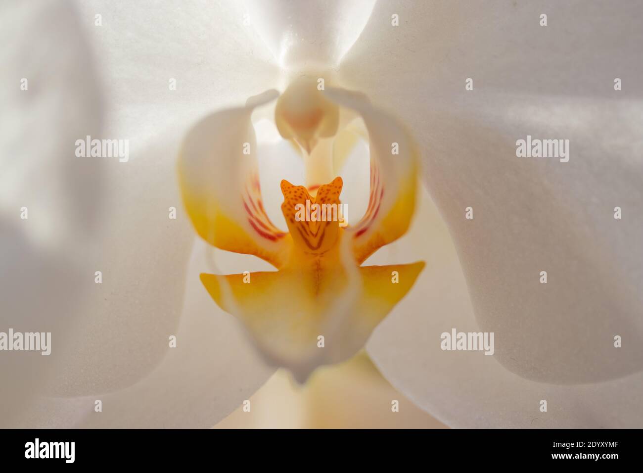 Close up White Phalaenopsis aphrodite is a species of orchid found from southeastern Taiwan to the Philippines. Stock Photo