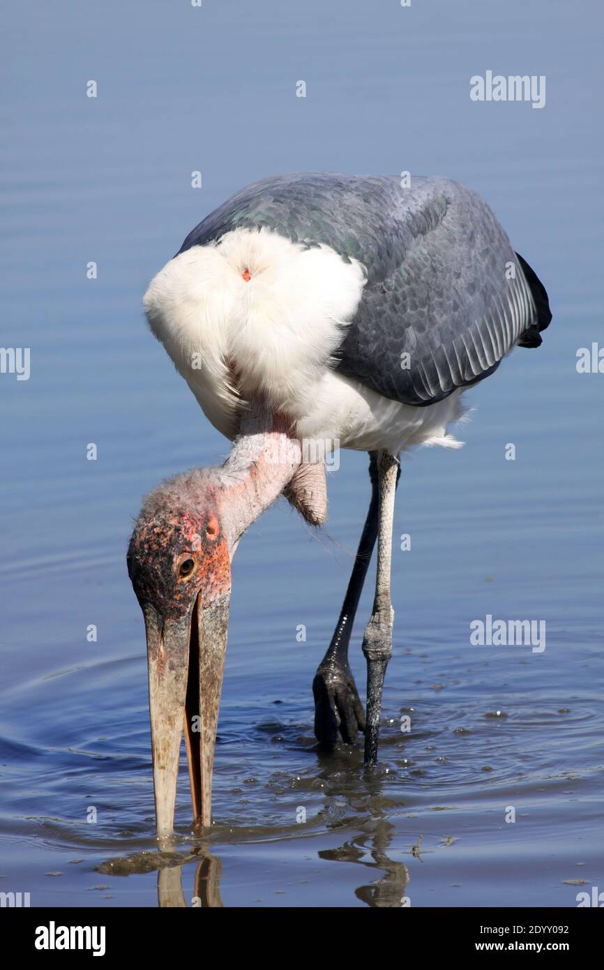 Marabou Stork Leptoptilos crumeniferus feeding in Lake Ziway, Ethiopia Stock Photo