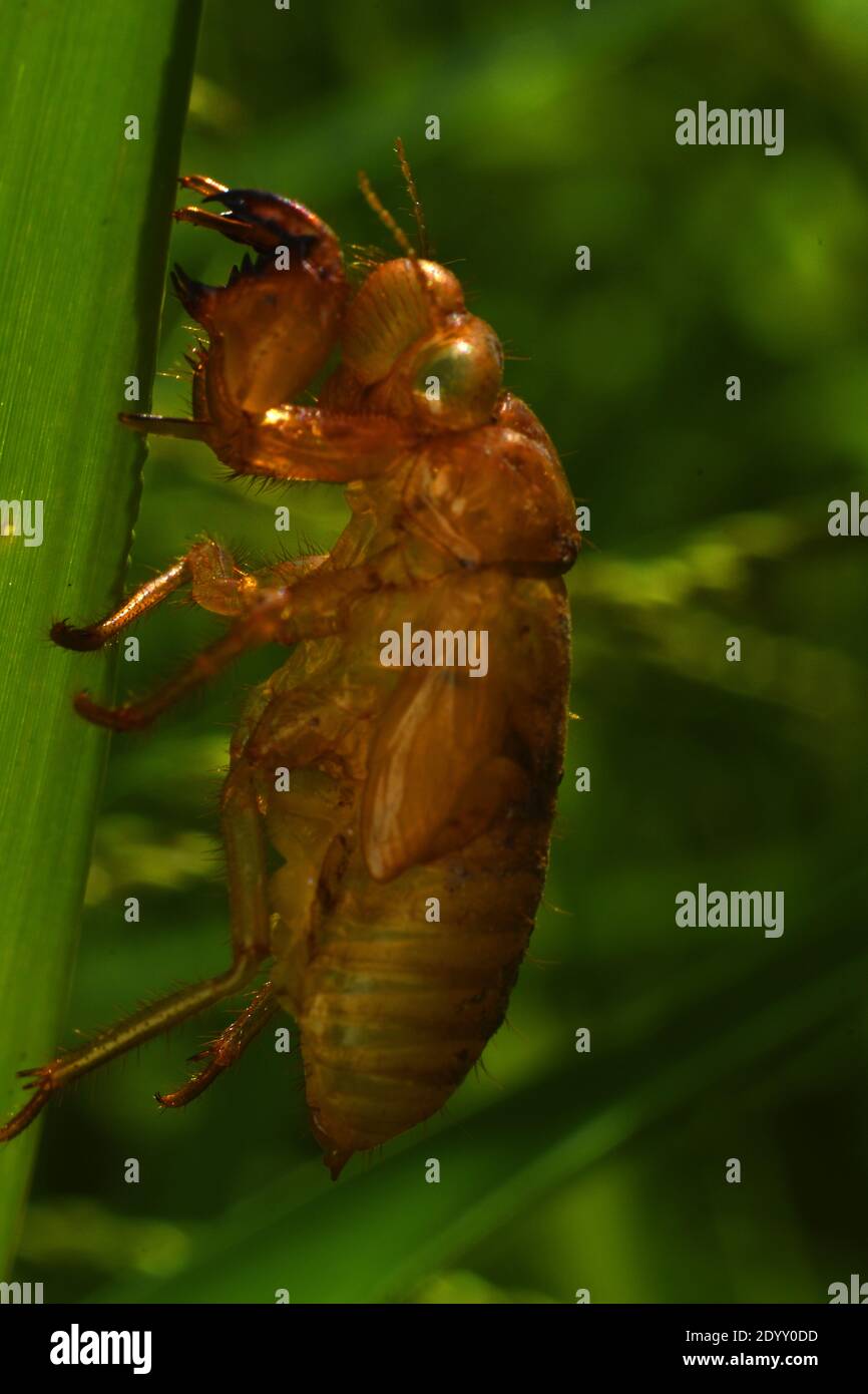 Cicada exoskeleton Stock Photo