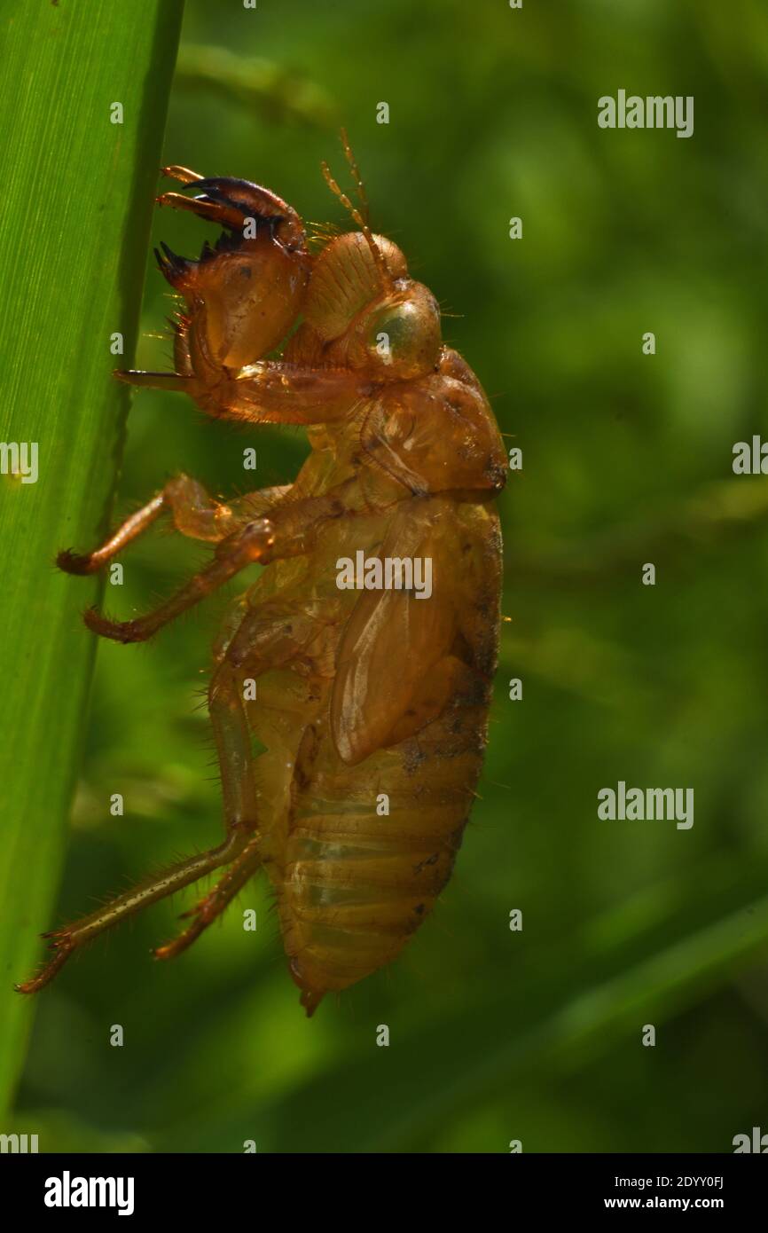 Cicada exoskeleton Stock Photo