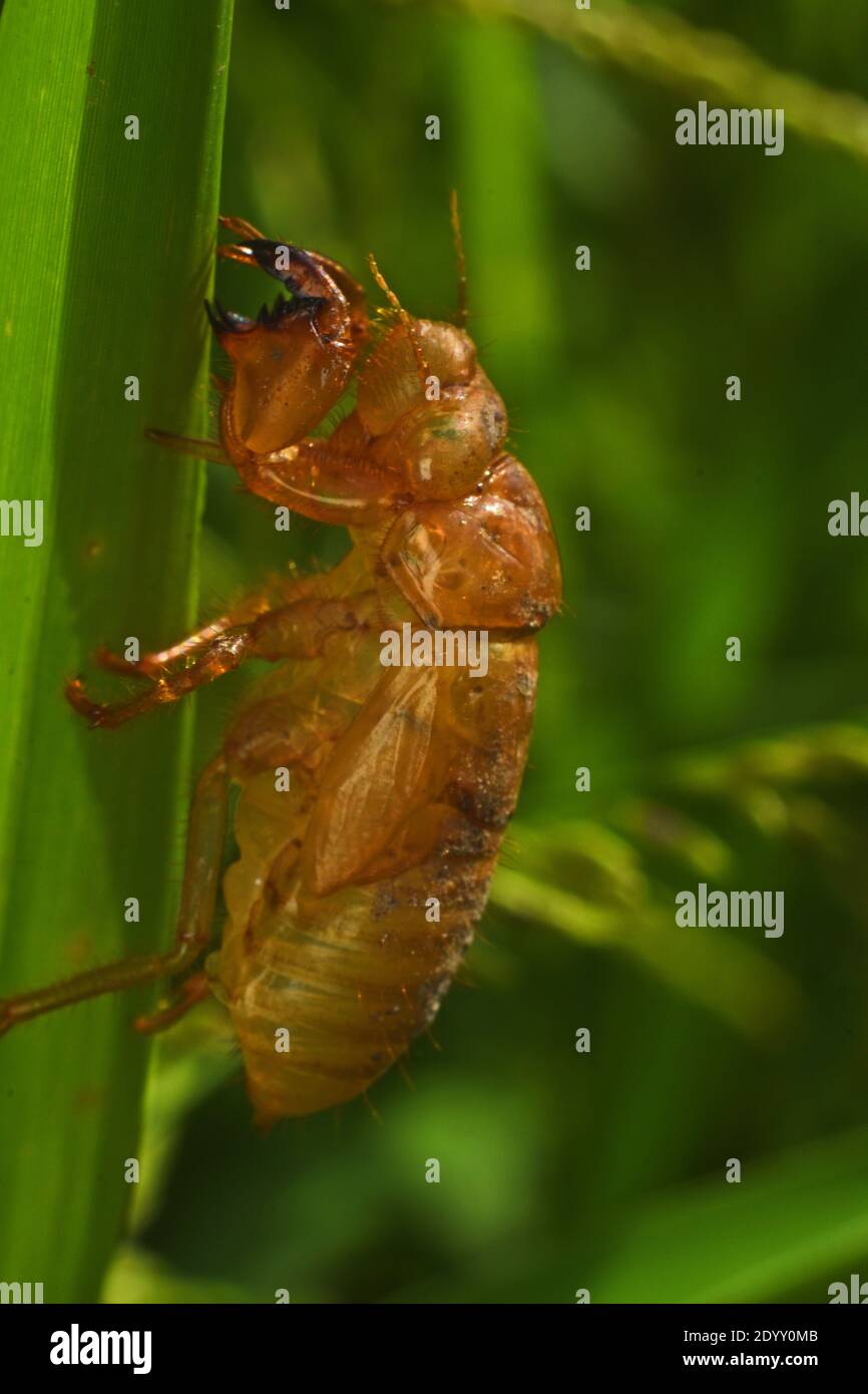 cicada exoskeleton clinging to a blade of grass Stock Photo