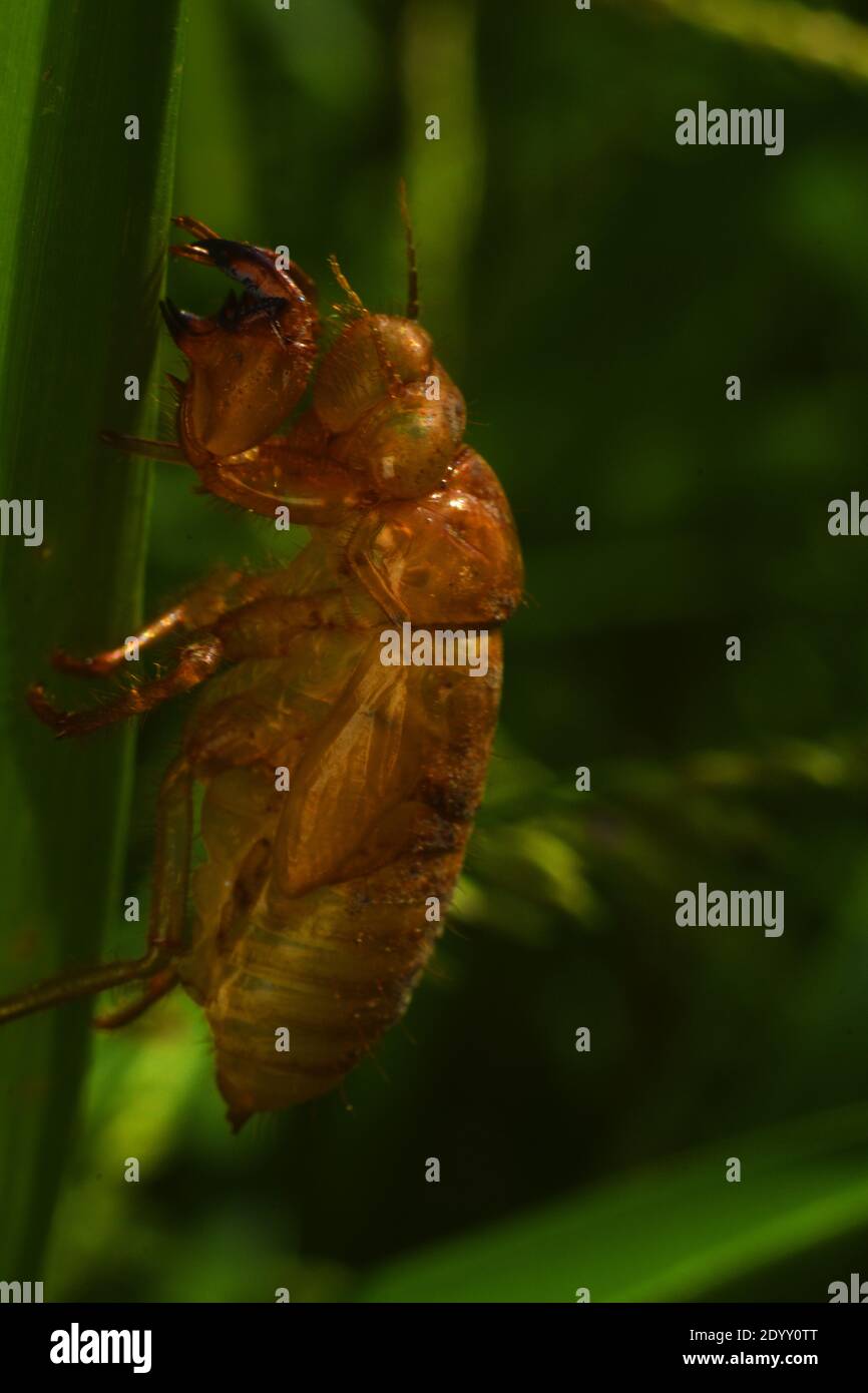 cicada exoskeleton clinging to a blade of grass Stock Photo