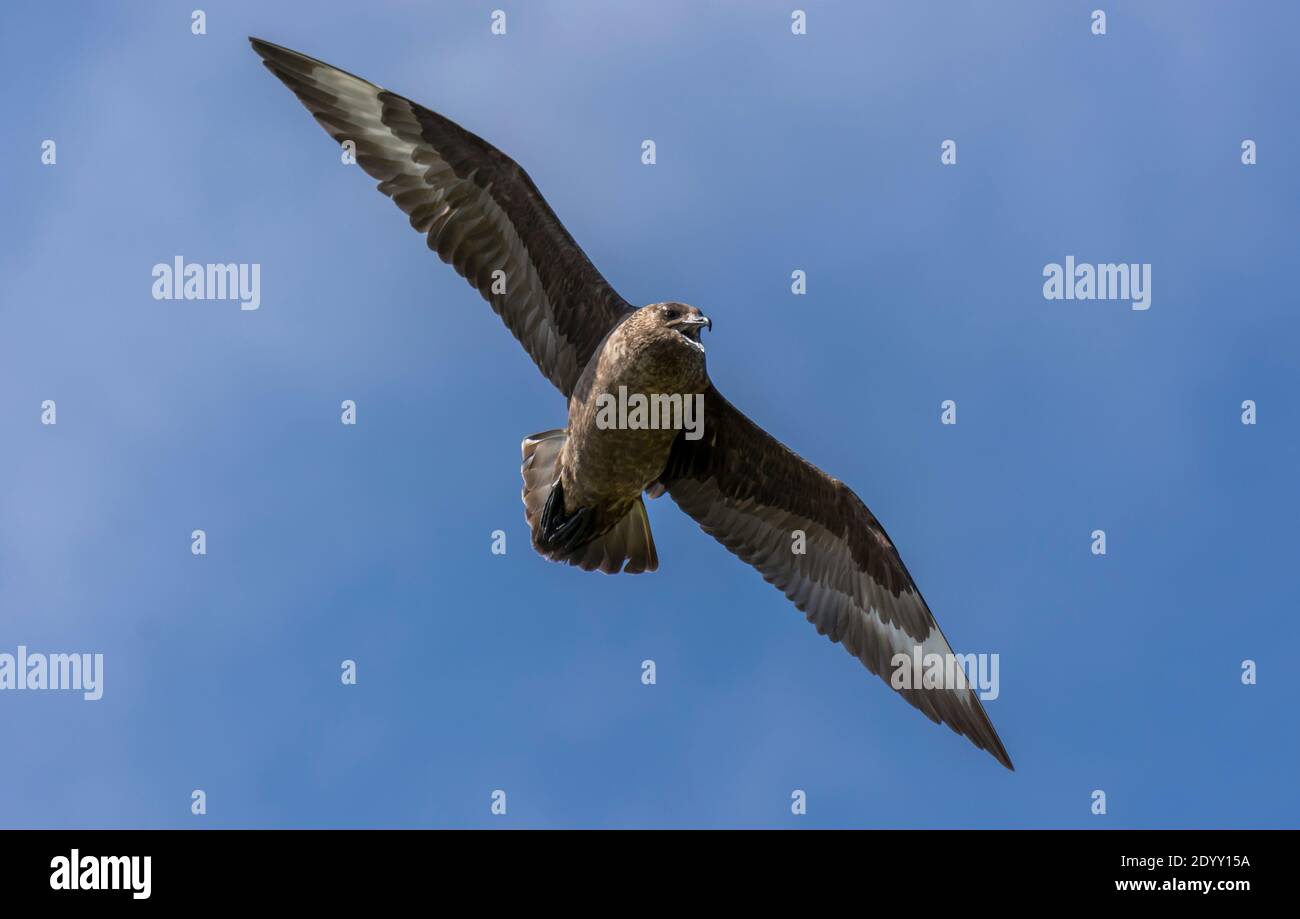 Great Skua in flight, Shiant Isles, Scotland Stock Photo