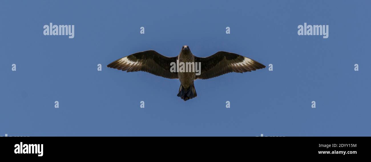 Great Skua in flight, Shiant Isles, Scotland Stock Photo