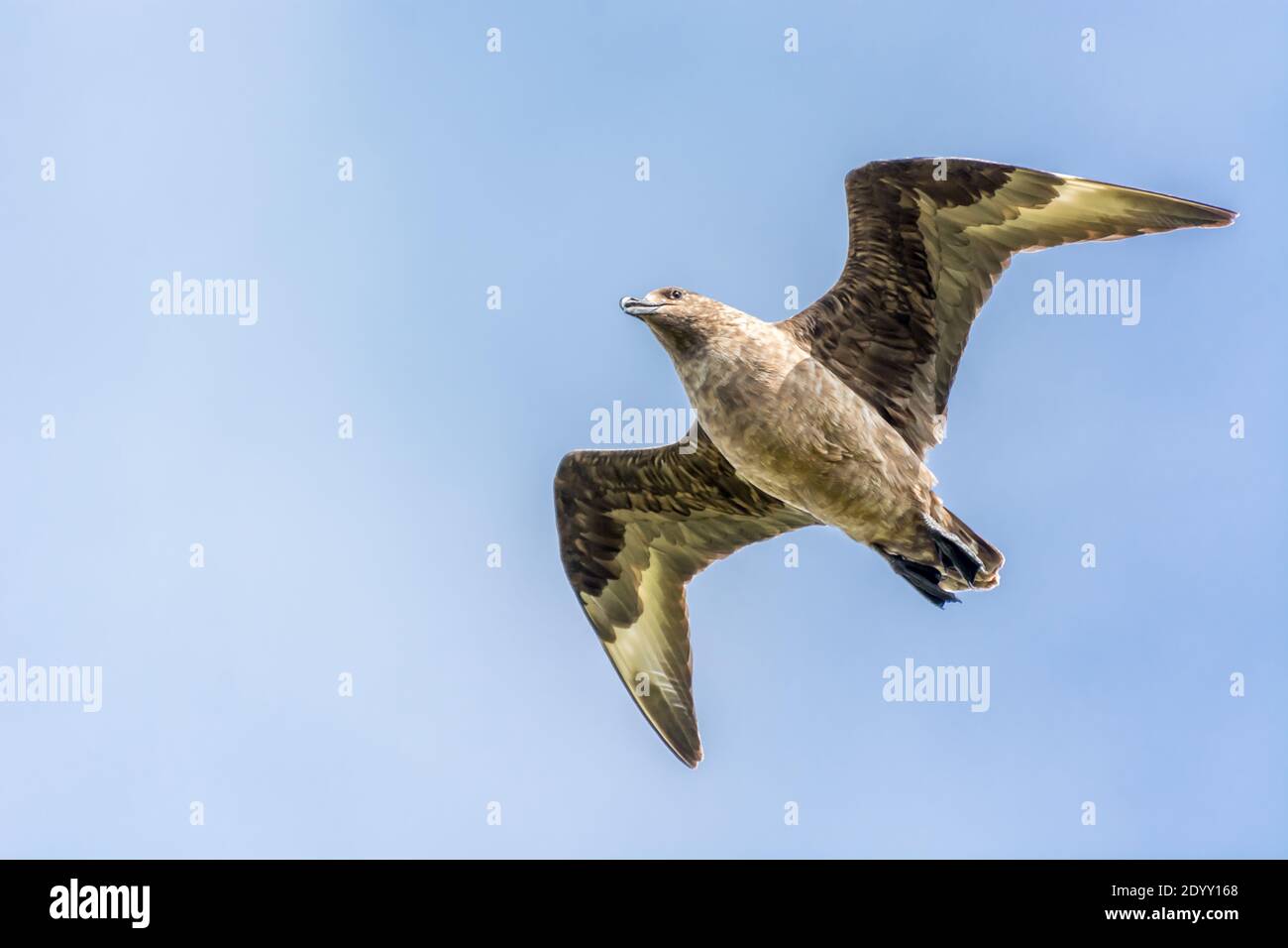 Great Skua in flight, Shiant Isles, Scotland Stock Photo