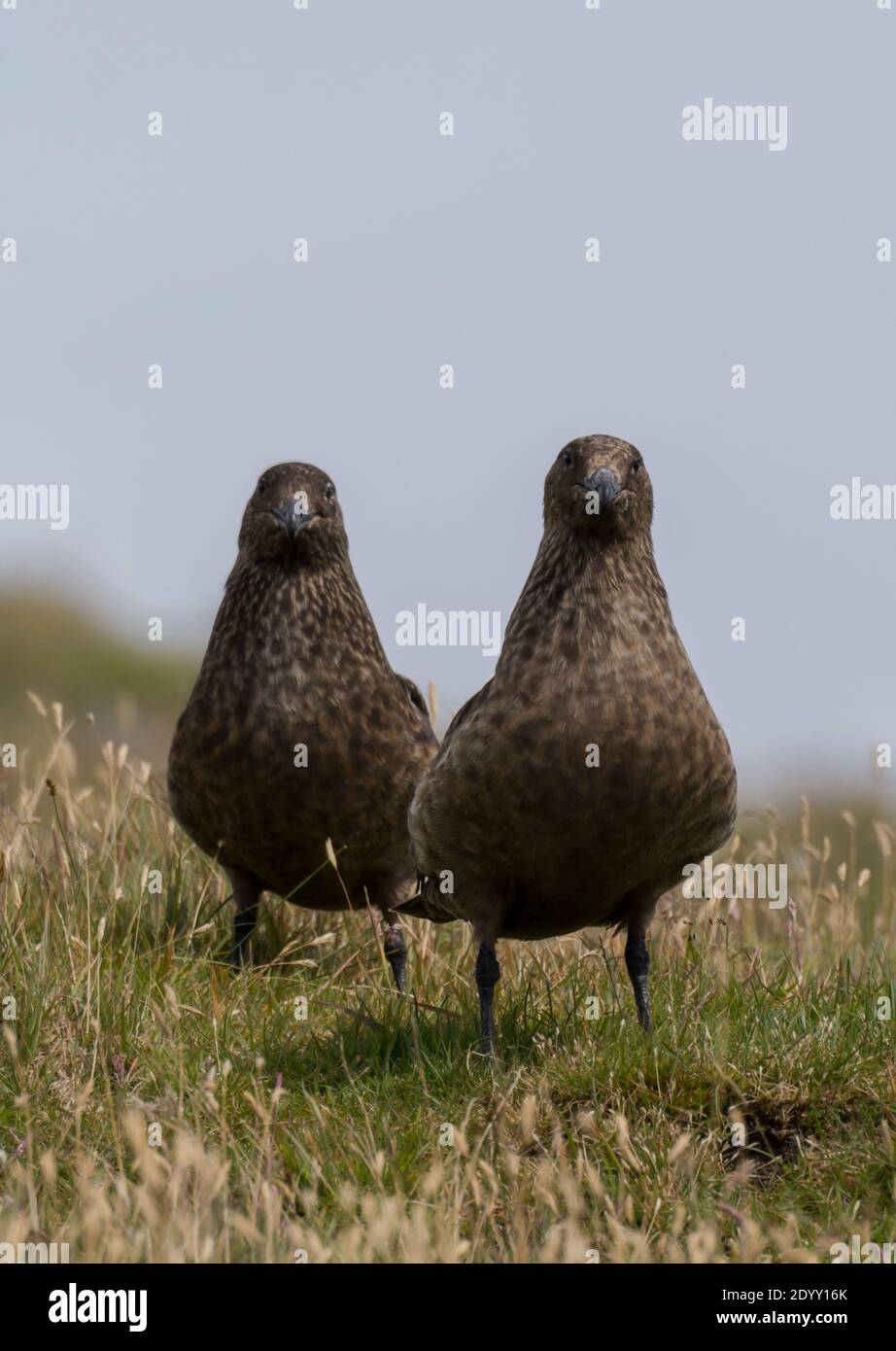 Pair of Great Skuas, Shiant Isles, Scotland Stock Photo