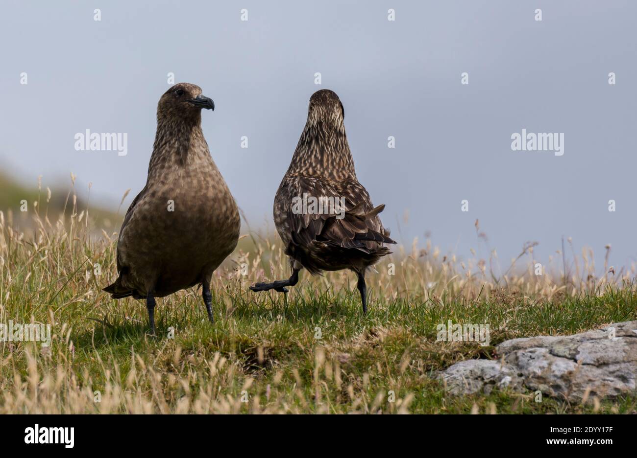 Pair of Great Skuas, Shiant Isles, Scotland Stock Photo