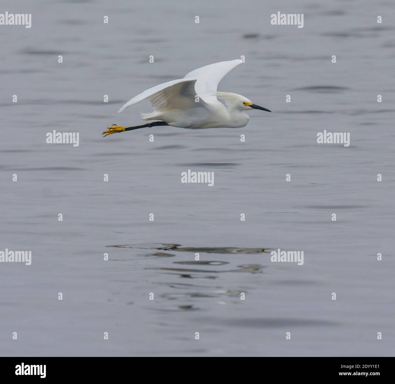 Snowy Egret flying with reflection, Delaware, US Stock Photo