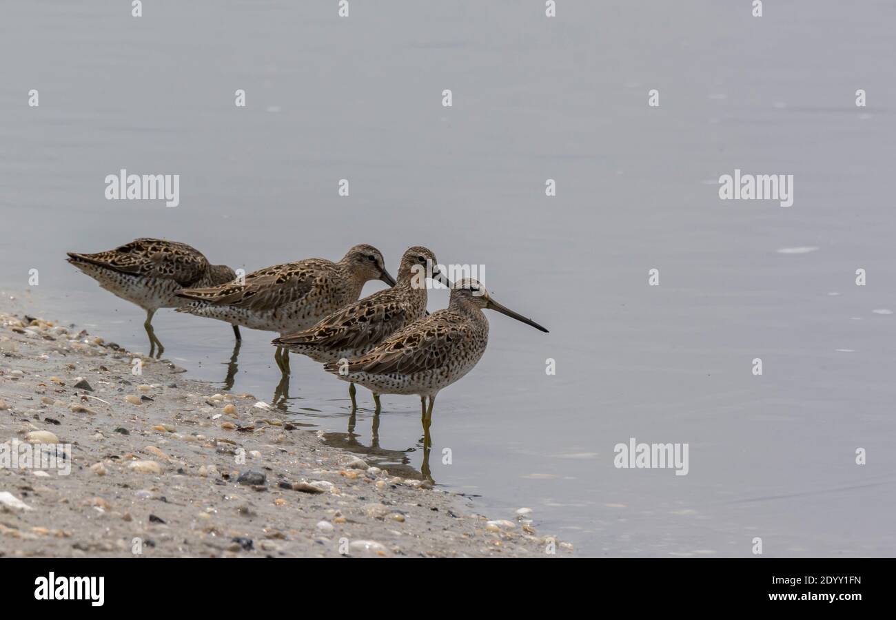 Four Short-billed Dowitchers on beach, Delaware Bay, Delaware, US Stock Photo