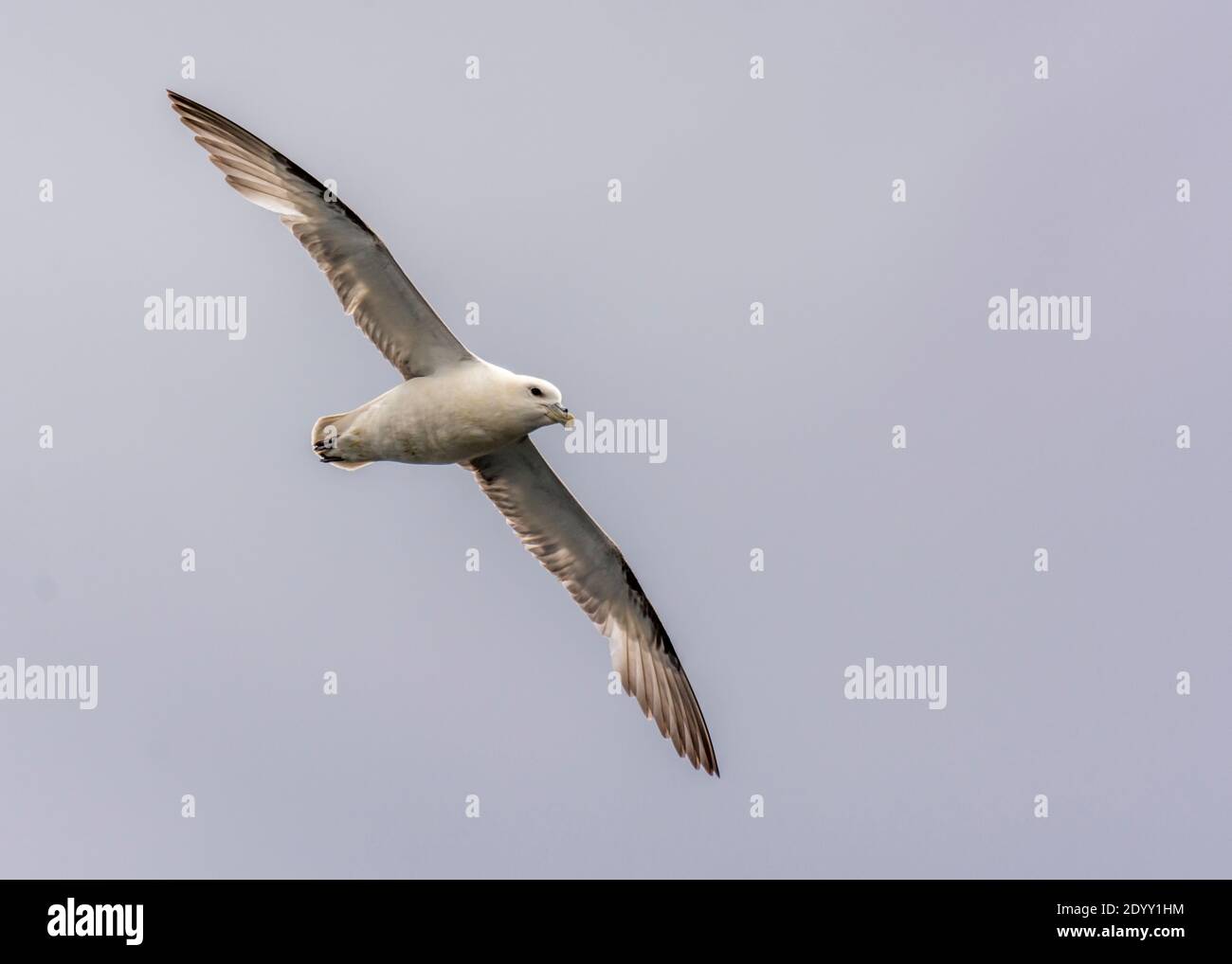 Fulmar flying, Shiant Isles, Scotland, UK Stock Photo