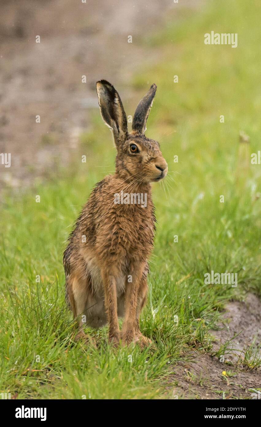 Brown Hare sitting in Doncaster, Yorkshire, England Stock Photo