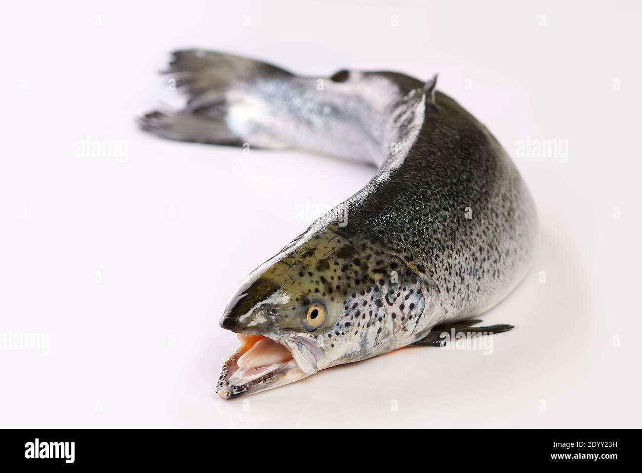 fresh raw salmon fish isolated on white. photo of salmon on white ...