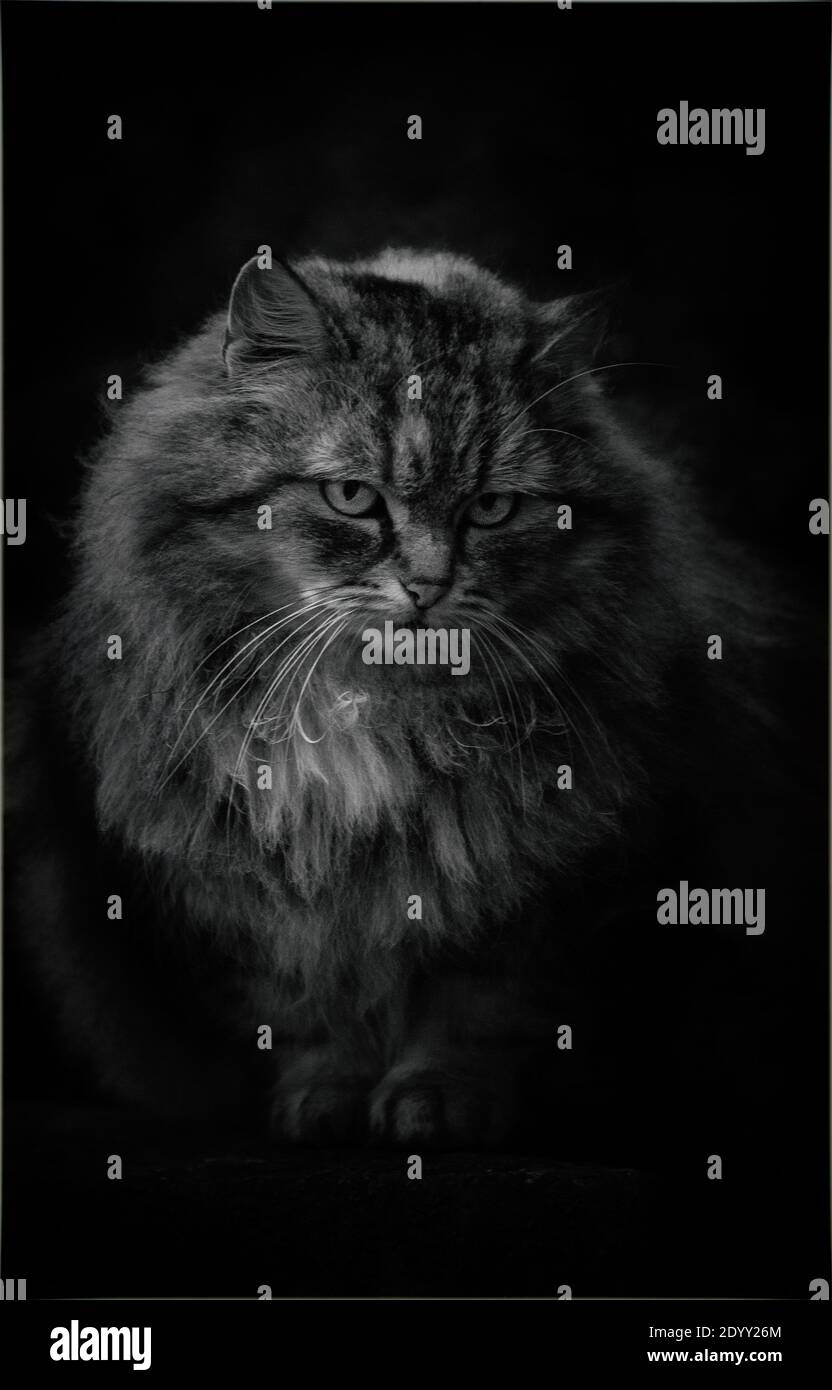 Cat in the garden. Cat sitting on the fence of the house. Stock Photo