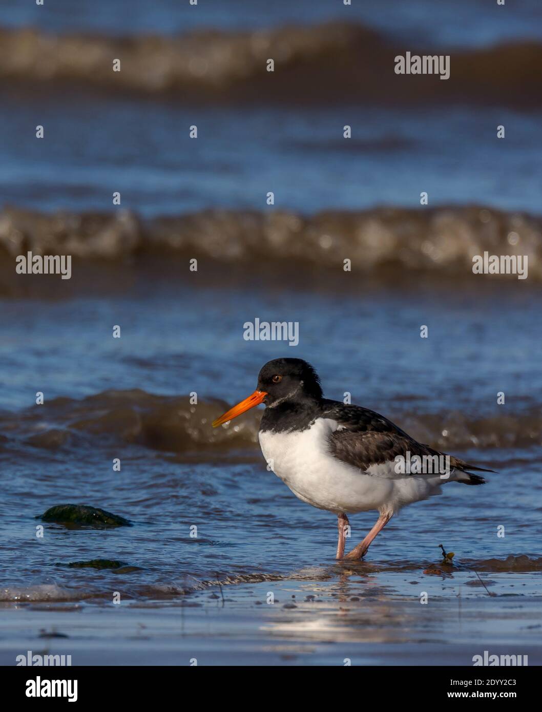 Juvenile Oystercatcher on Heacham South Beach, Norfolk, England Stock