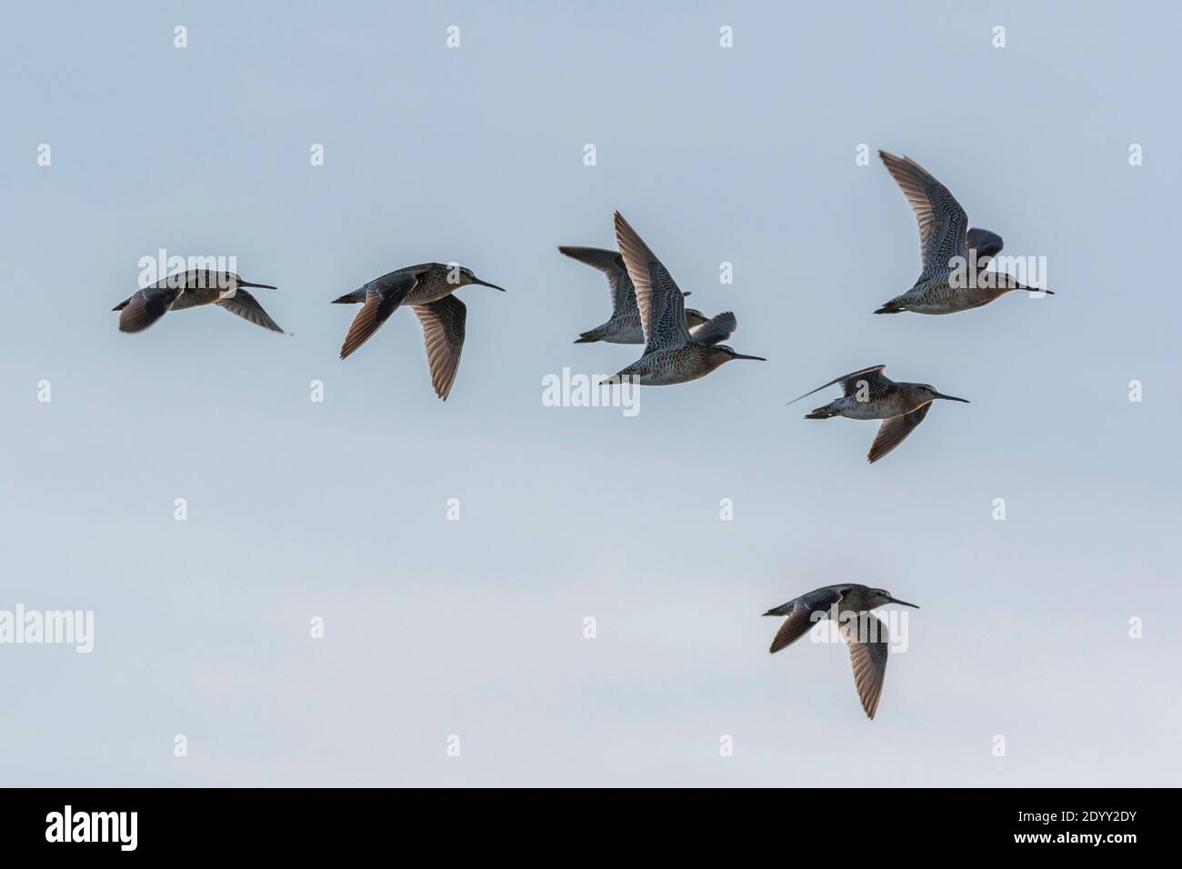 Red knots hires stock photography and images Alamy
