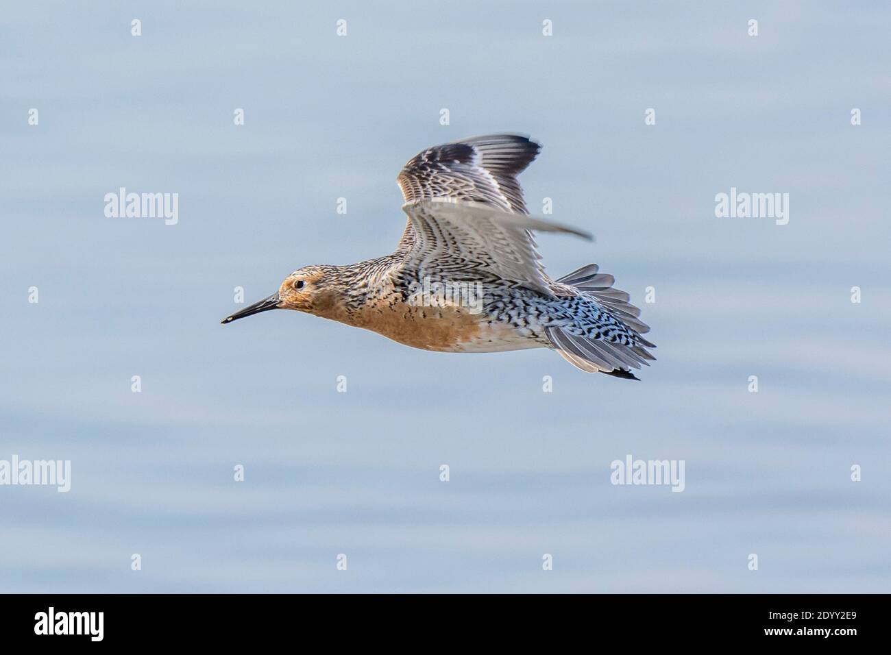 Red Knot flying, Delaware Bay, US Stock Photo Alamy