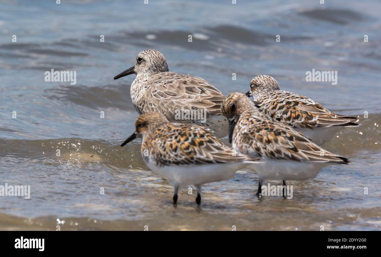 Delaware bay knot hires stock photography and images Alamy
