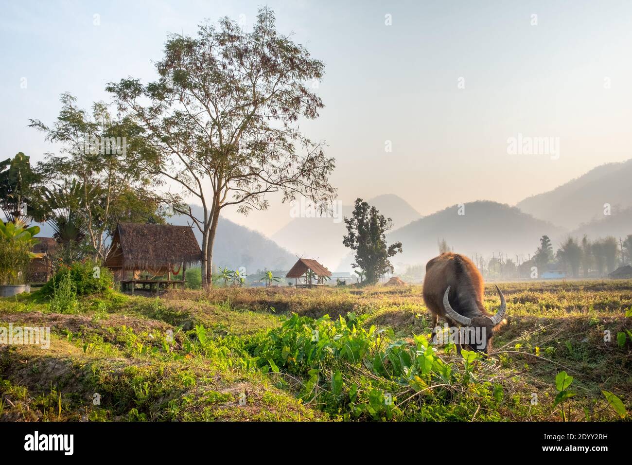 Asian countryside landscape. Young buffalo on a pasture in a rice field ...