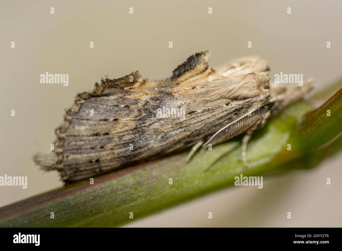 Pale Prominent moth, Shipdham, Norfolk, England Stock Photo