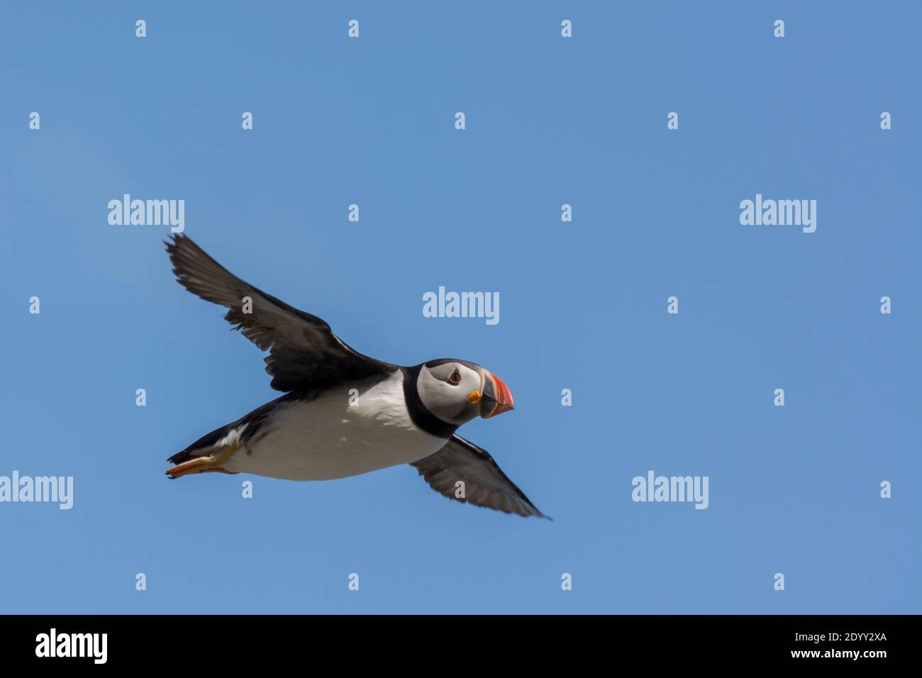 Puffin Fratercula arctica, flying, Shiant Isles, Scotland Stock Photo