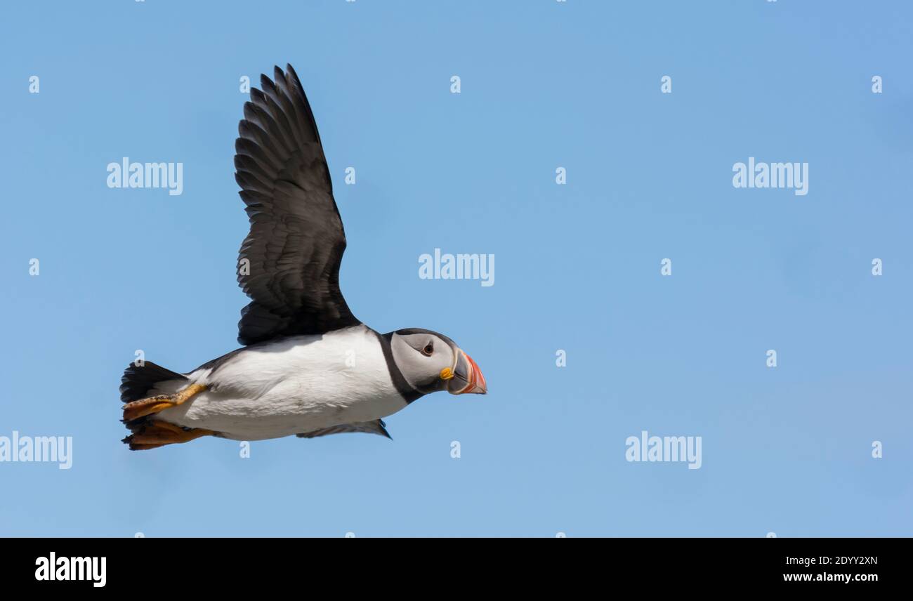 Puffin Fratercula arctica, flying, Shiant Isles, Scotland Stock Photo