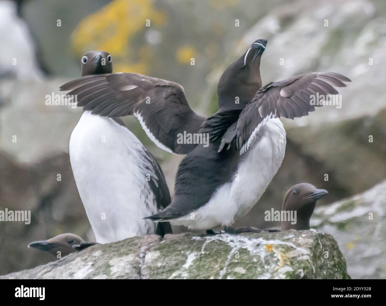 Razorbill and Guillemot on rock, Shiant Isles, Scotland Stock Photo