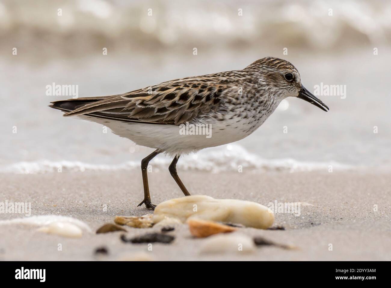 Sandpiper On Beach High Resolution Stock Photography And Images Alamy Sandpiper On Beach High Resolution Stock Photography And Images Alamy
