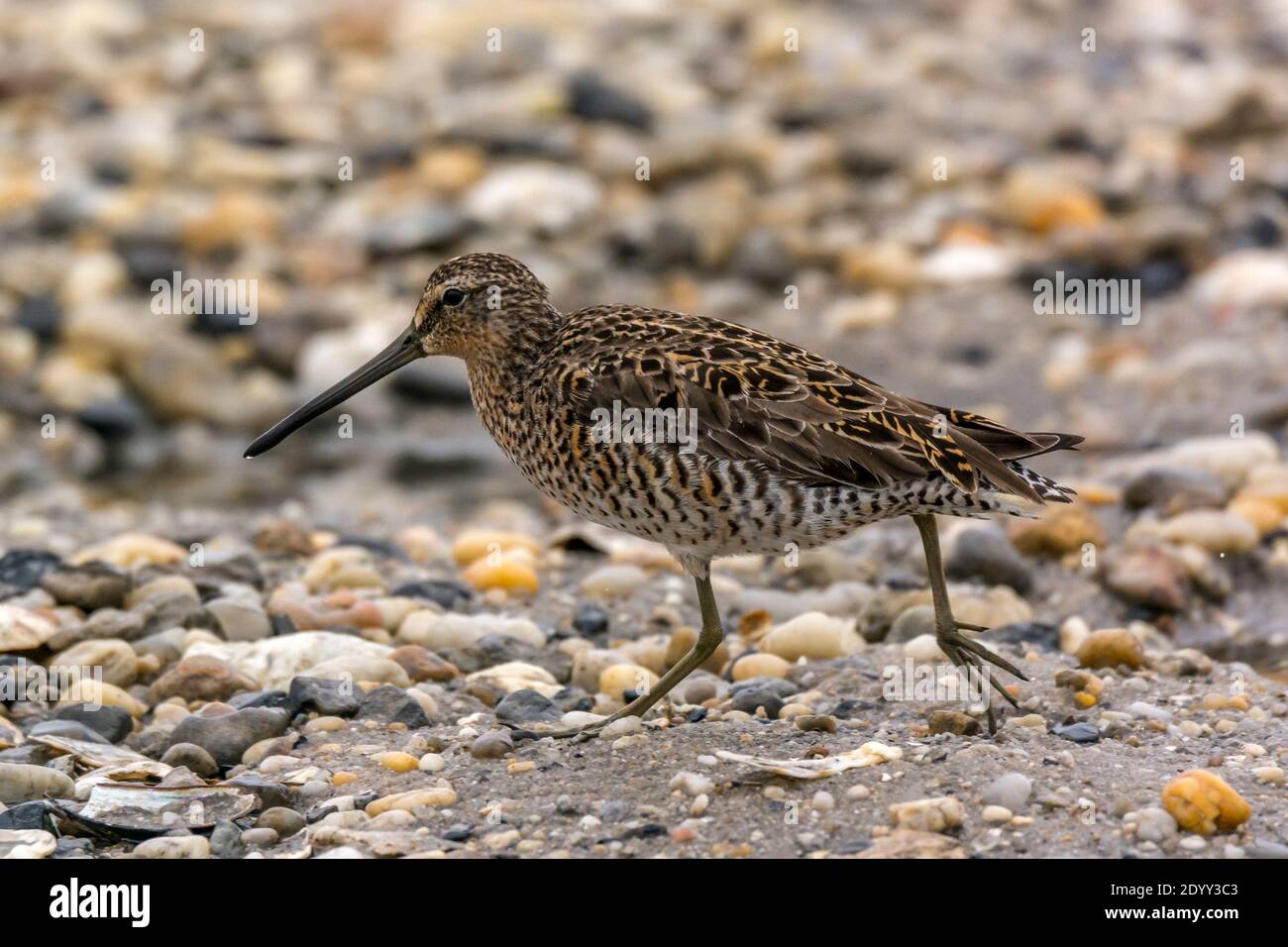 Short-billed Dowitcher on beach, Delaware Bay, Delaware, US Stock Photo