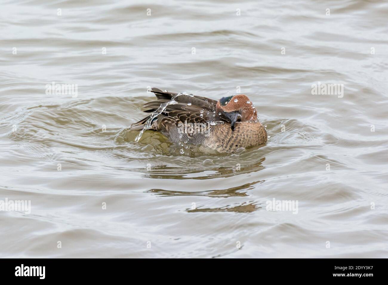 Male Teal in eclipse plumage, RSPB Titchwell Marsh Nature Reserve, Norfolk, England Stock Photo