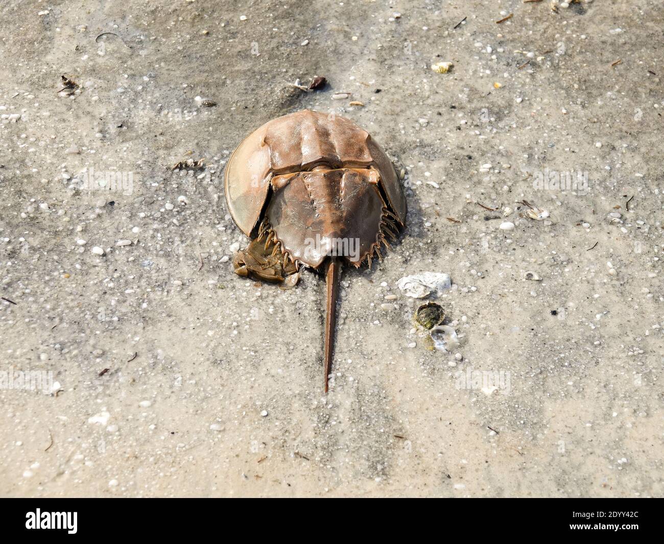 Dead horseshoe crab, Limulus polyphemus, on gulf coast sand at Cedar Key, Florida, USA Stock