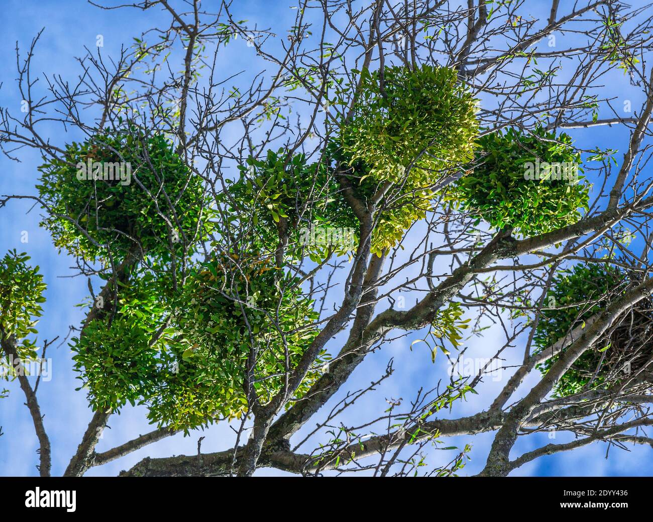 Bunches of mistletoe plants viscum album on a tree, in natural environment. Stock Photo