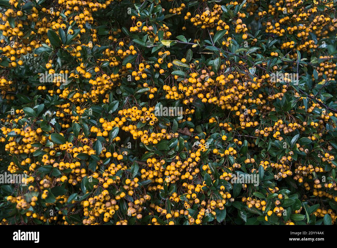 Beautiful background of late autumn yellow berries of golden firethorn (Pyracantha coccinea, Golden Charmer) shrub with dark green leaves, Dublin Stock Photo