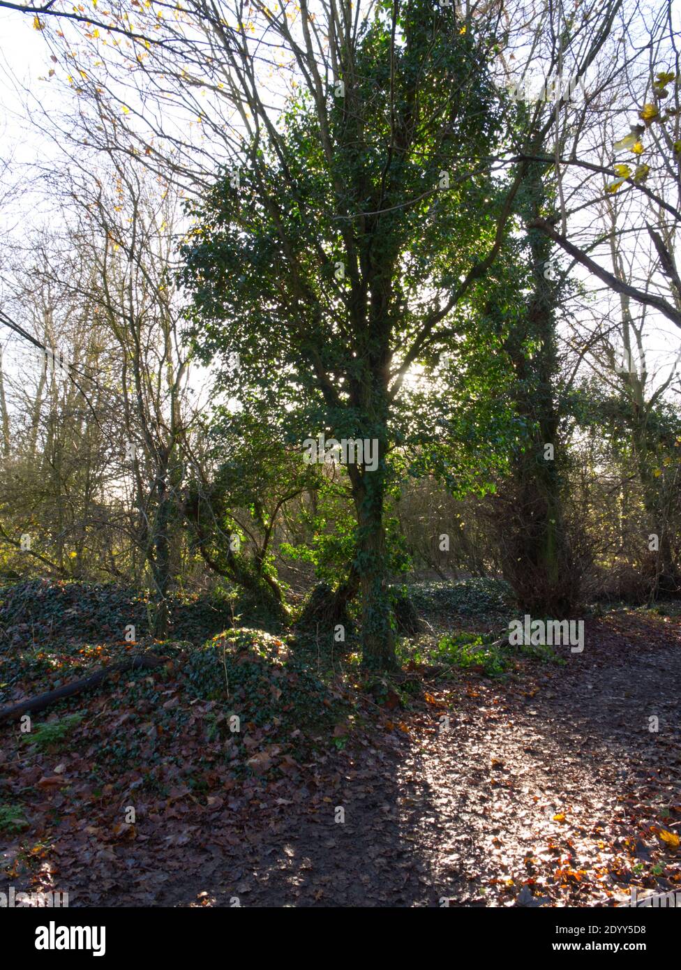 Wall Hall Estate, Aldenham Abbey, UK. Magnificent Estate of Woodland, Meadows, Golf Course