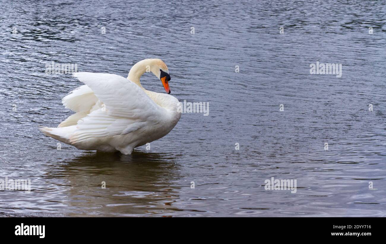 Seen on the river Lee a large swan is posing stading in the water Stock Photo