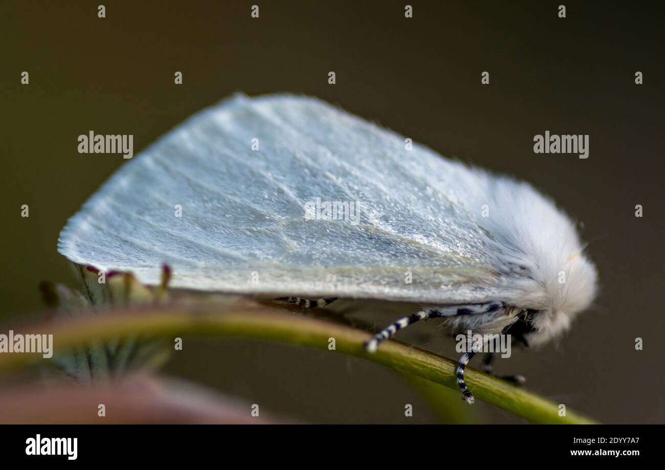 White satin moth, Norfolk, England Stock Photo