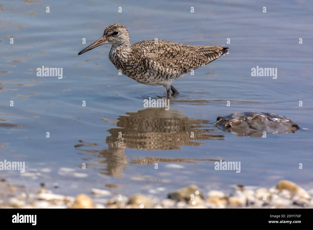 Willet in water, Delaware Bay, USA Stock Photo