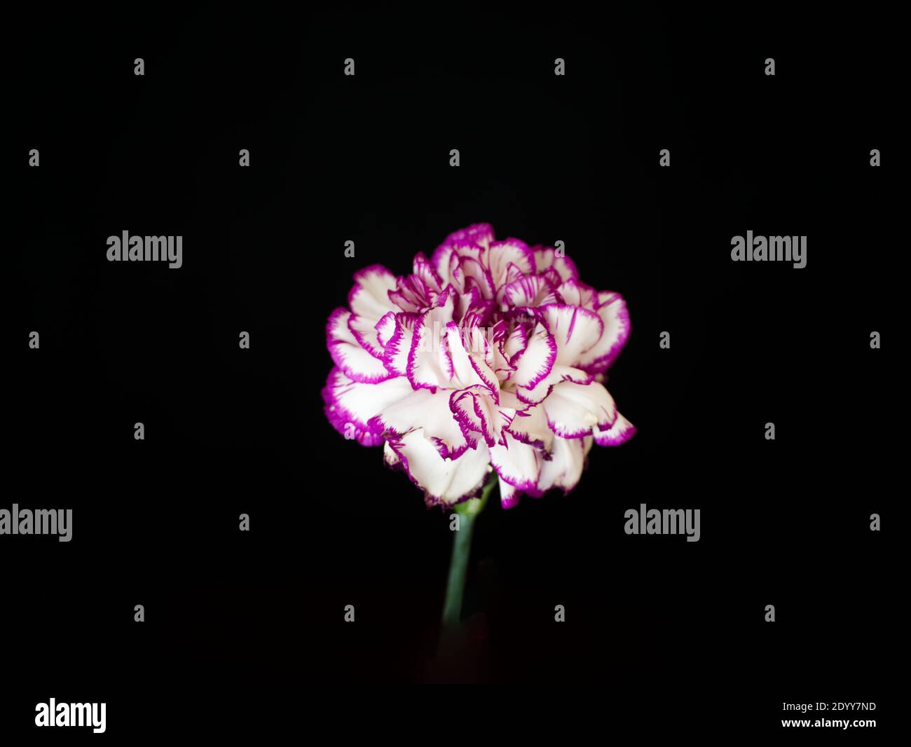 Pink Tipped Carnation High Resolution Stock Photography and Images Alamy