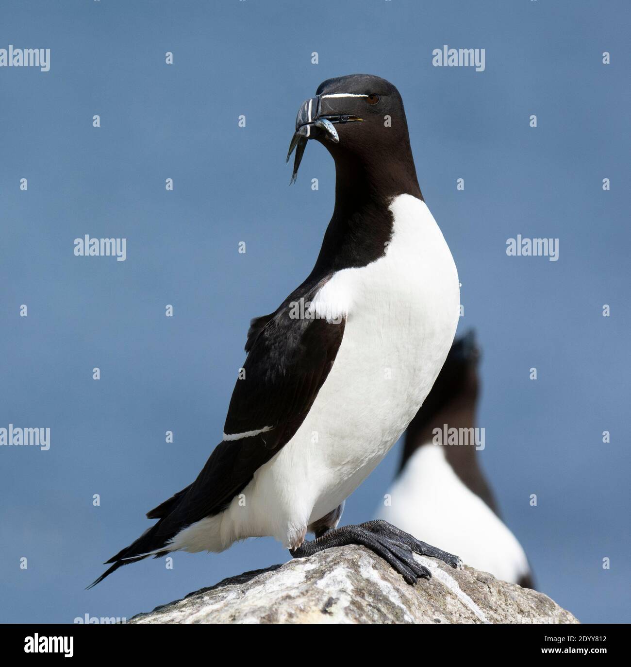 Razorbill Alca torda, with fish, Shiant Isles, Scotland Stock Photo