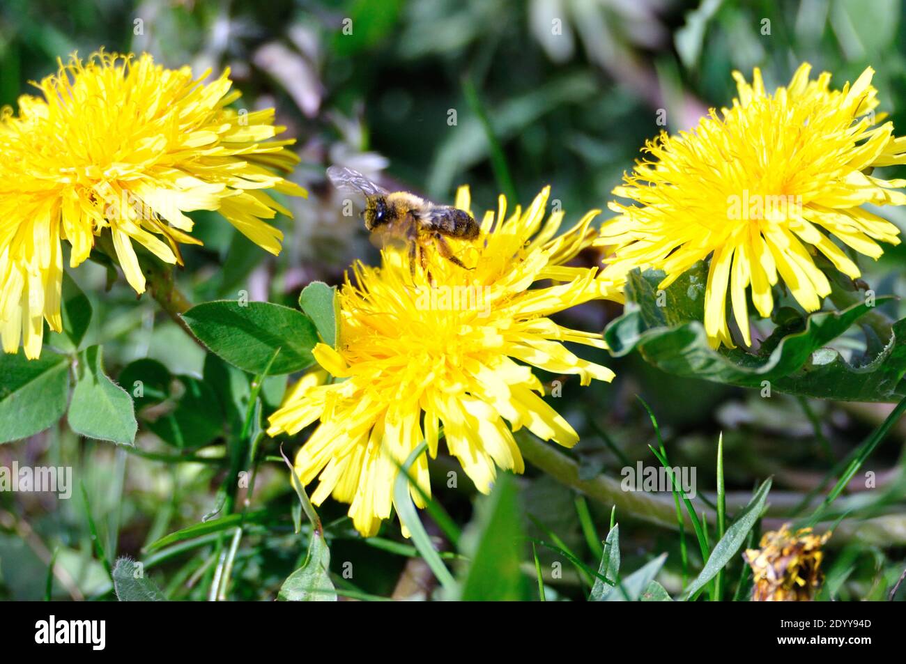 Eine Biene begeistert sich für eine leuchtend gelbe Löwenzahnblüte. - A bee is enthusiastic about a bright yellow dandelion blossom. Stock Photo