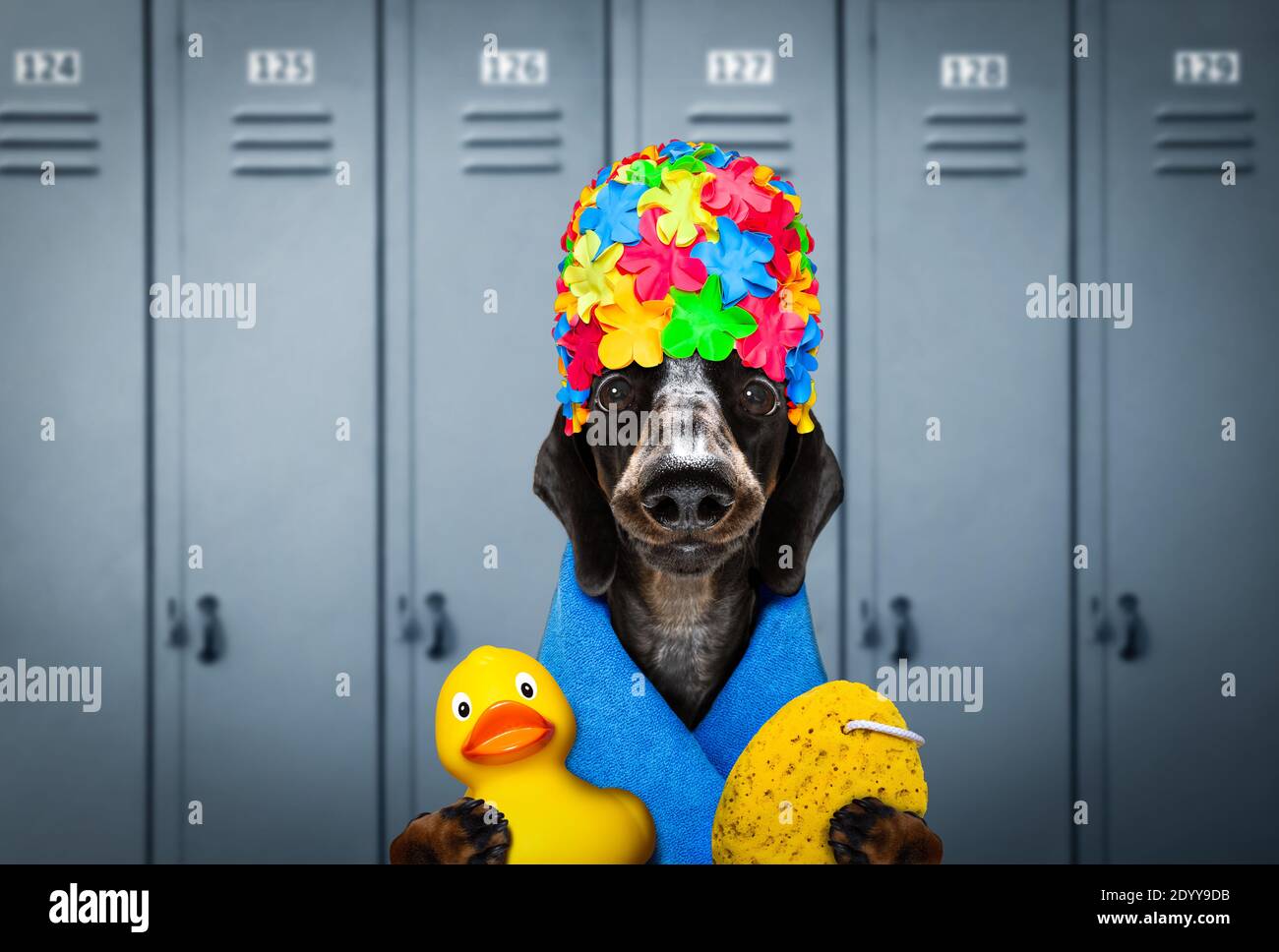 sausage dachshund dog , with swim cap and goggles with rubber plastik
