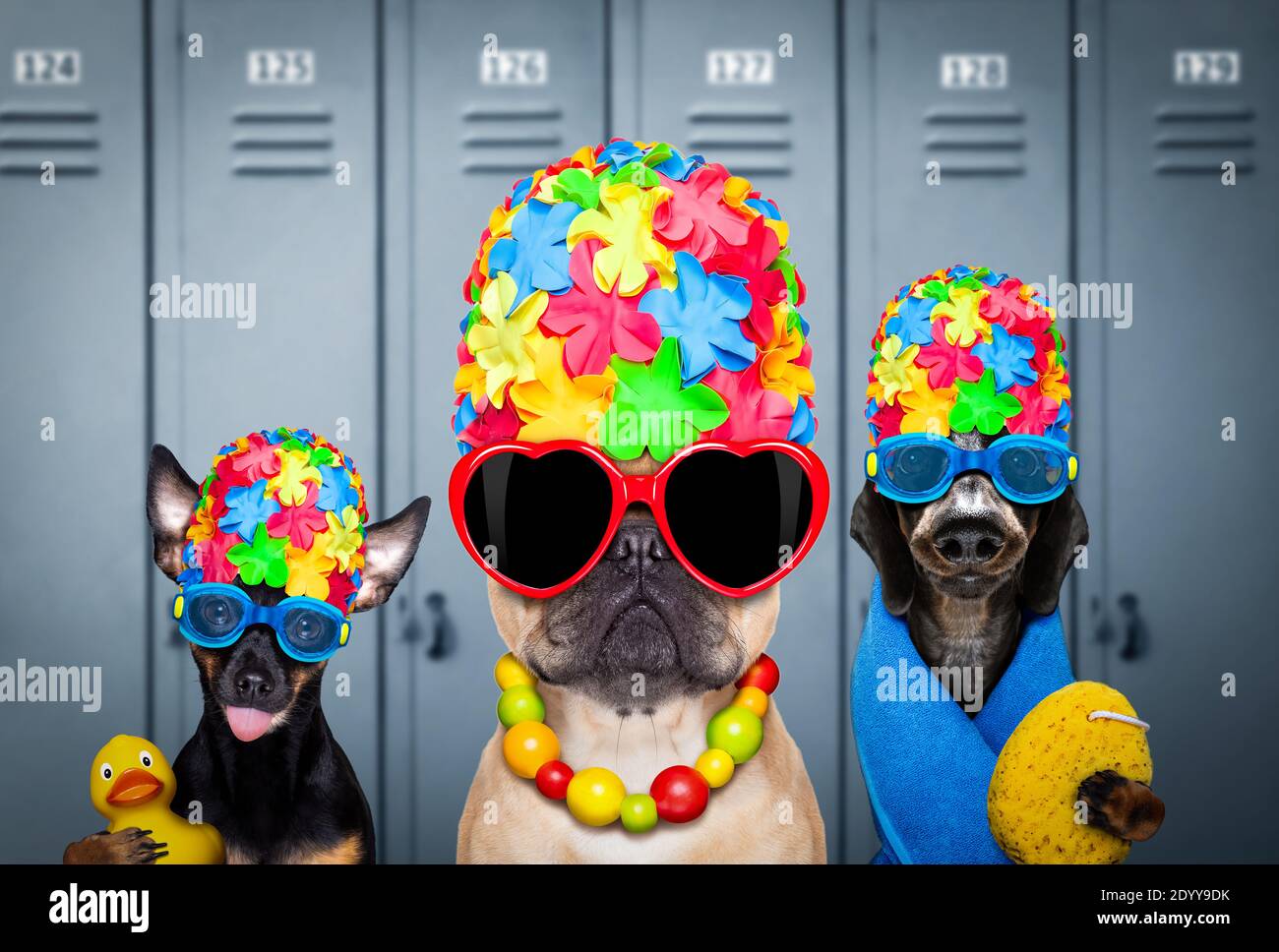 winning team or group of dogs , with swim cap and goggles with rubber