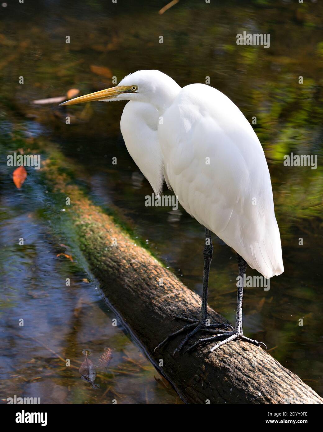 Great White Egret close-up profile view perched on log with water foreground and background displaying white feathers plumage, in its environment and Stock Photo