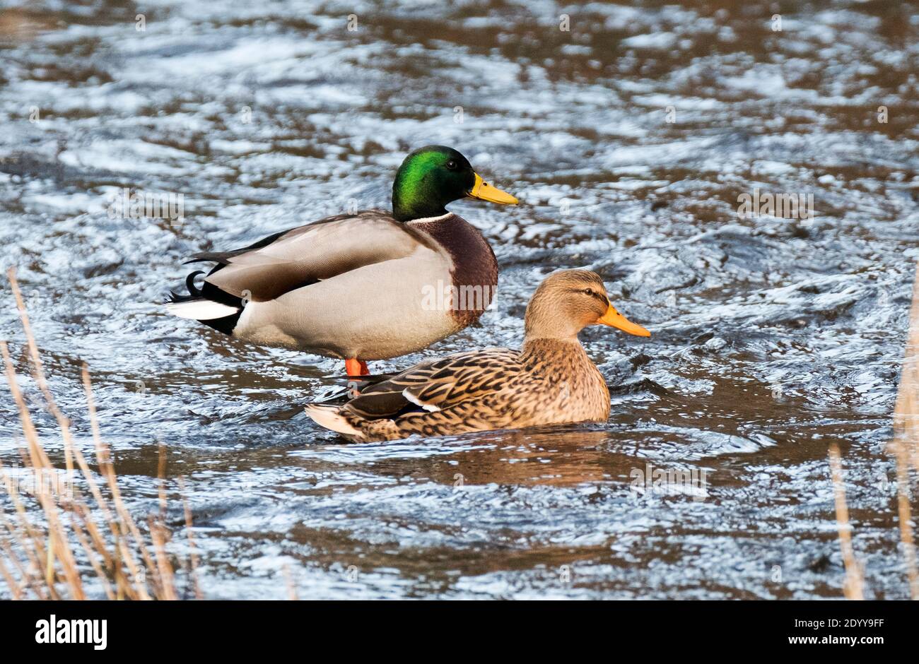 Drake and Hen Mallard Ducks on the River Almond, West Lothian. Stock Photo
