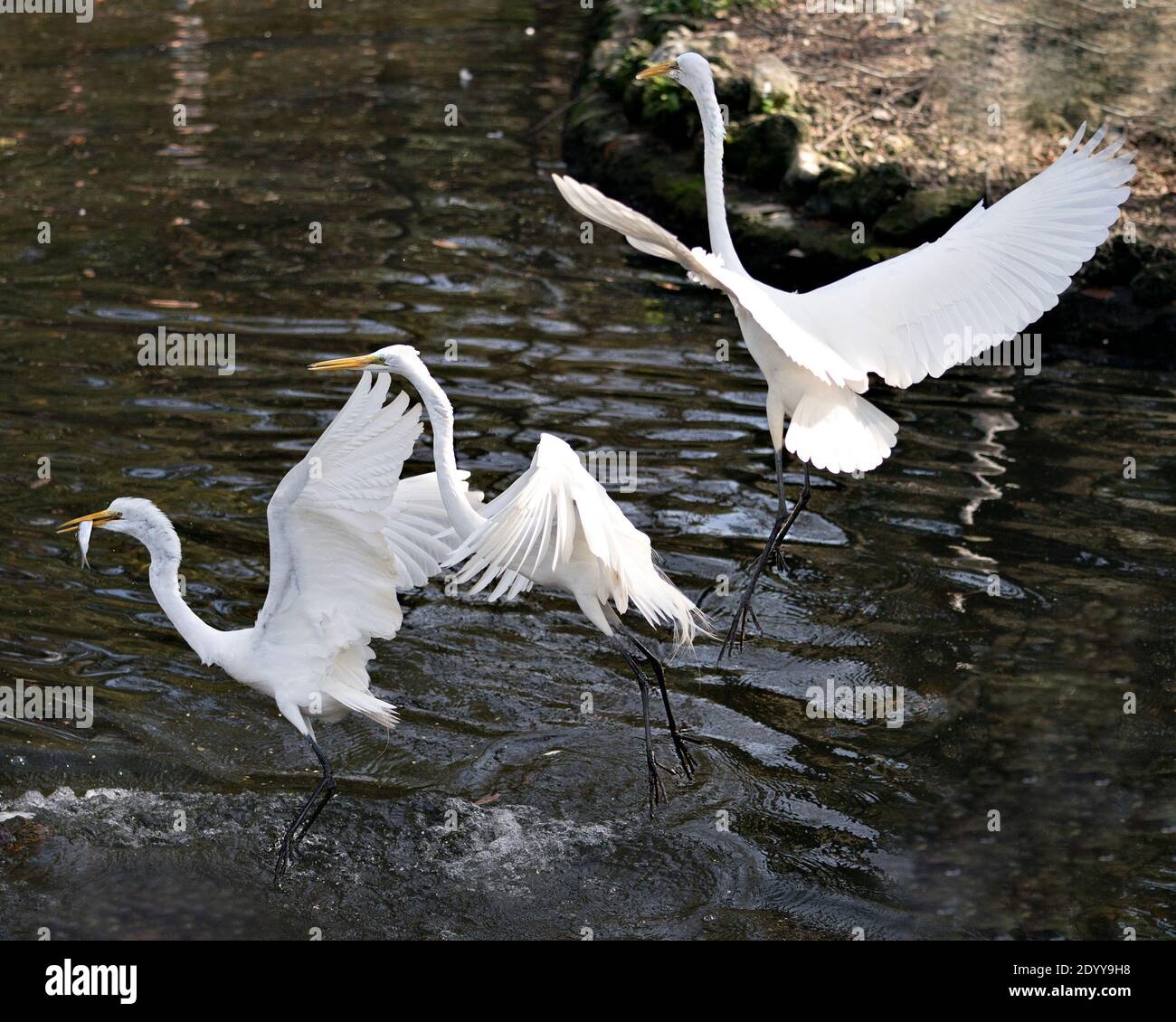 Great White Egret birds close-up profile view flying over water with spread wings with a water background and one bird with a fish in its beak. Angel. Stock Photo