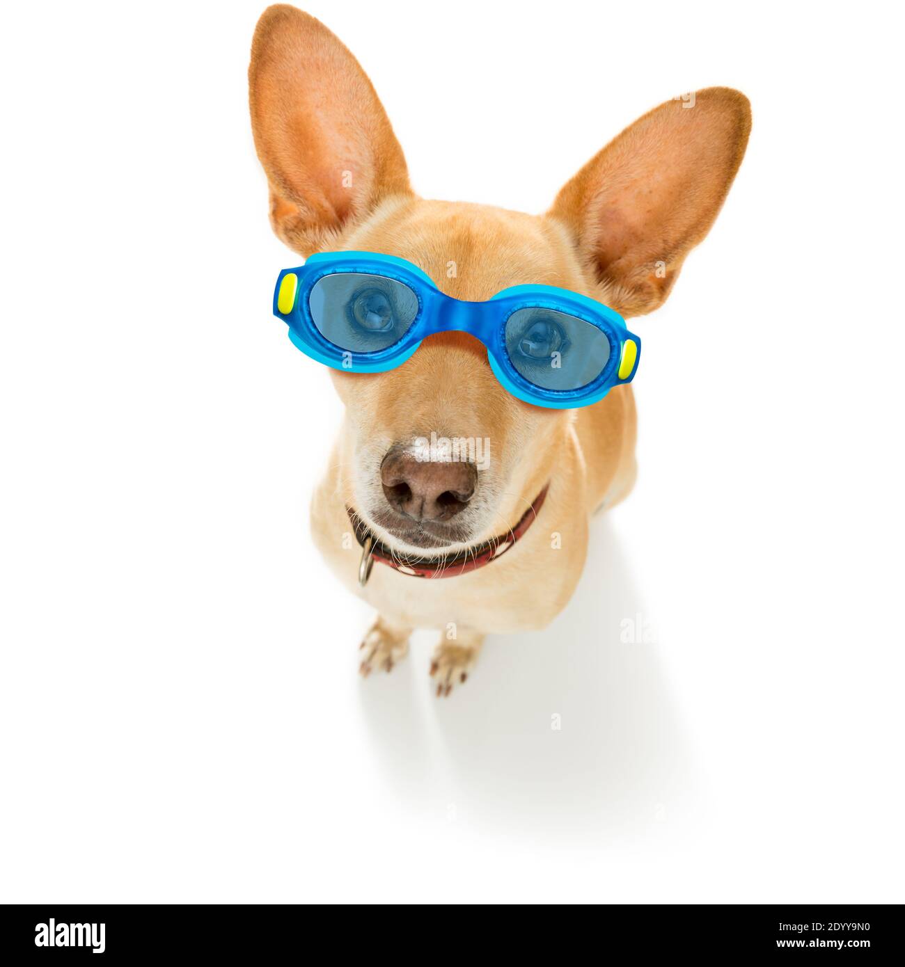 chihuahua dog wearing goggles with rubber plastik duck, ready for the swimming pool, isolated on white background Stock Photo