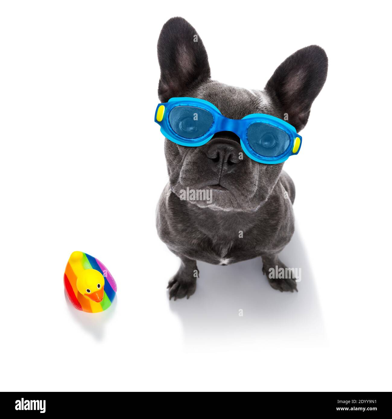 french bulldog dog wearing goggles with rubber plastik duck, ready for the swimming pool, isolated on white background Stock Photo