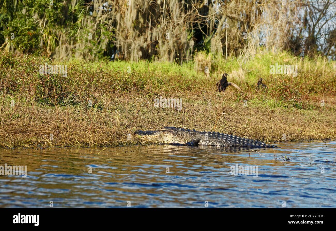 American Alligator Lying Half In Water Riverbank Alligator